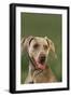 Weimaraner-DLILLC-Framed Photographic Print