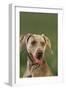 Weimaraner-DLILLC-Framed Photographic Print