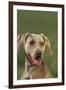 Weimaraner-DLILLC-Framed Photographic Print