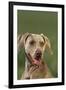 Weimaraner-DLILLC-Framed Photographic Print