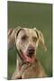 Weimaraner-DLILLC-Mounted Photographic Print