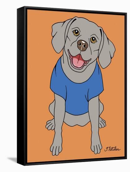 Weimaraner-Tomoyo Pitcher-Framed Stretched Canvas