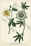 Antique Passion Flower II-Weinmann-Art Print