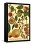 Weinmann Fruits II-null-Framed Stretched Canvas