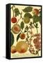 Weinmann Fruits II-null-Framed Stretched Canvas