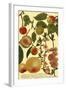 Weinmann Fruits II-null-Framed Art Print