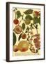 Weinmann Fruits II-null-Framed Art Print