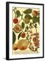 Weinmann Fruits II-null-Framed Art Print