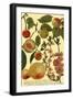 Weinmann Fruits II-null-Framed Art Print