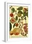 Weinmann Fruits II-null-Framed Art Print