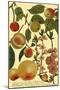 Weinmann Fruits II-null-Mounted Art Print