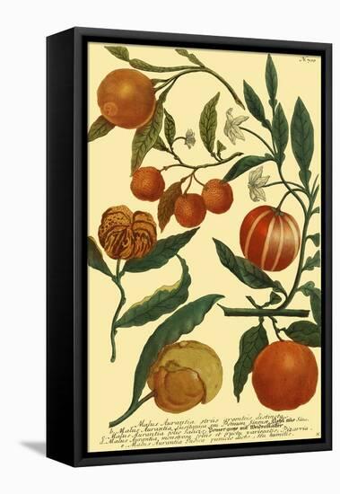 Weinmann Fruits III-null-Framed Stretched Canvas