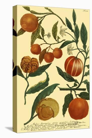 Weinmann Fruits III-null-Stretched Canvas