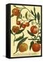 Weinmann Fruits III-null-Framed Stretched Canvas