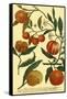 Weinmann Fruits III-null-Framed Stretched Canvas