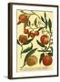 Weinmann Fruits III-null-Framed Art Print