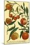 Weinmann Fruits III-null-Mounted Art Print