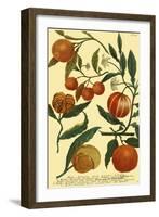 Weinmann Fruits III-null-Framed Art Print