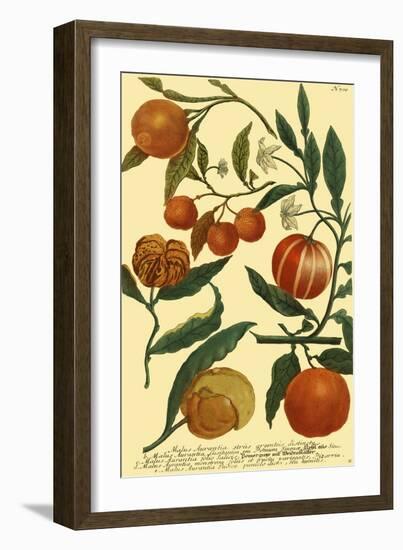 Weinmann Fruits III-null-Framed Art Print