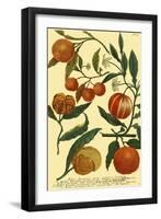Weinmann Fruits III-null-Framed Art Print