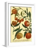 Weinmann Fruits III-null-Framed Art Print