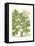 Weinmann Greenery I-Johann Wilhelm Weinmann-Framed Stretched Canvas