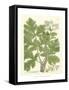 Weinmann Greenery I-Johann Wilhelm Weinmann-Framed Stretched Canvas