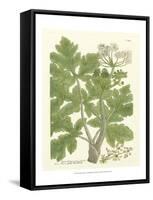 Weinmann Greenery I-Johann Wilhelm Weinmann-Framed Stretched Canvas