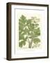 Weinmann Greenery I-Johann Wilhelm Weinmann-Framed Art Print