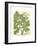 Weinmann Greenery I-Johann Wilhelm Weinmann-Framed Art Print