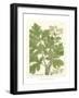 Weinmann Greenery I-Johann Wilhelm Weinmann-Framed Art Print