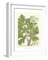 Weinmann Greenery I-Johann Wilhelm Weinmann-Framed Art Print