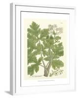 Weinmann Greenery I-Johann Wilhelm Weinmann-Framed Art Print