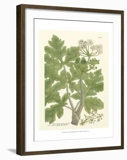 Weinmann Greenery I-Johann Wilhelm Weinmann-Framed Art Print