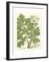 Weinmann Greenery I-Johann Wilhelm Weinmann-Framed Art Print