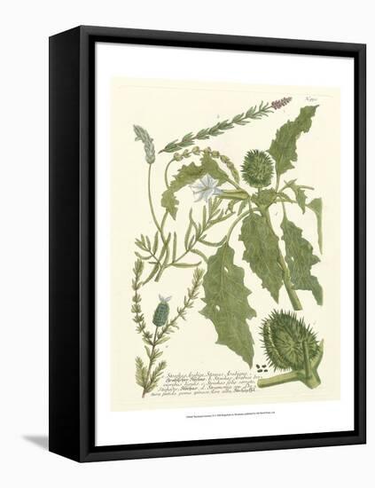 Weinmann Greenery II-Johann Wilhelm Weinmann-Framed Stretched Canvas