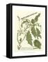 Weinmann Greenery II-Johann Wilhelm Weinmann-Framed Stretched Canvas