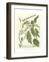 Weinmann Greenery II-Johann Wilhelm Weinmann-Framed Art Print