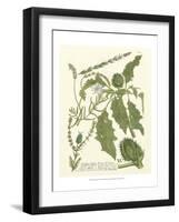 Weinmann Greenery II-Johann Wilhelm Weinmann-Framed Art Print