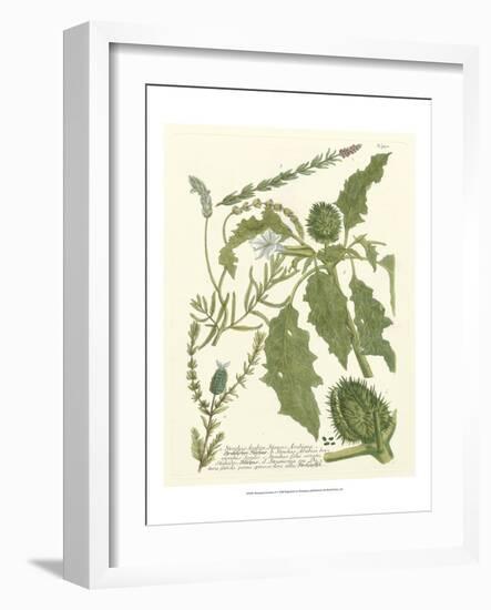 Weinmann Greenery II-Johann Wilhelm Weinmann-Framed Art Print