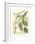 Weinmann Greenery II-Johann Wilhelm Weinmann-Framed Art Print