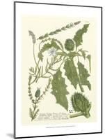 Weinmann Greenery II-Johann Wilhelm Weinmann-Mounted Art Print