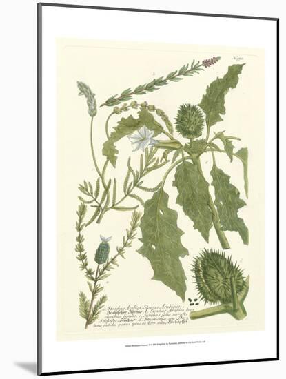 Weinmann Greenery II-Johann Wilhelm Weinmann-Mounted Art Print