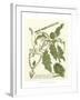 Weinmann Greenery II-Johann Wilhelm Weinmann-Framed Art Print