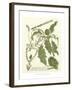 Weinmann Greenery II-Johann Wilhelm Weinmann-Framed Art Print