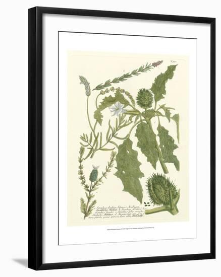 Weinmann Greenery II-Johann Wilhelm Weinmann-Framed Art Print