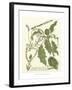 Weinmann Greenery II-Johann Wilhelm Weinmann-Framed Art Print