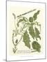 Weinmann Greenery II-Johann Wilhelm Weinmann-Mounted Art Print