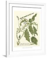 Weinmann Greenery II-Johann Wilhelm Weinmann-Framed Art Print