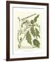 Weinmann Greenery II-Johann Wilhelm Weinmann-Framed Art Print